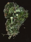 Cladonia cryptochlorophaea001